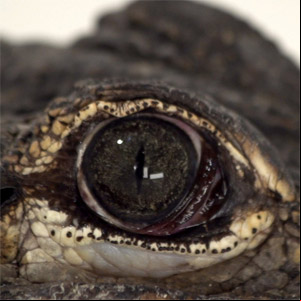 Álbum Alligators de C. Tangana